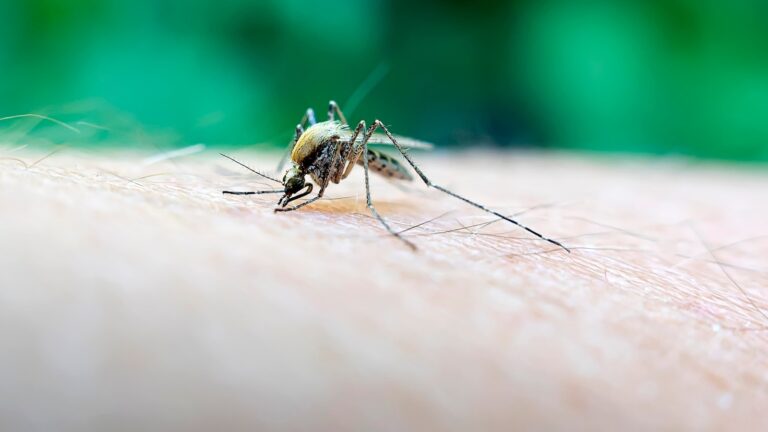 A rare but deadly mosquito virus infection has Massachusetts towns urging vigilance