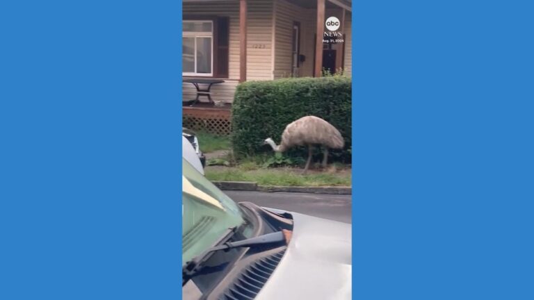 WATCH:  Emu spotted roaming around Pittsburgh suburb