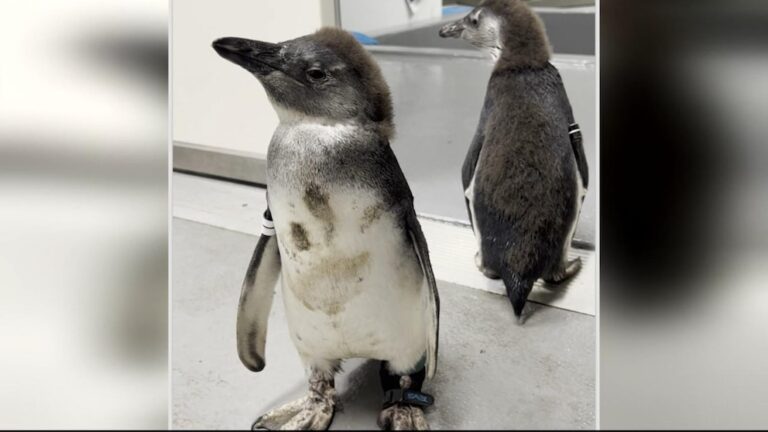 WATCH:  Penguin who could barely walk gets life-saving surgery