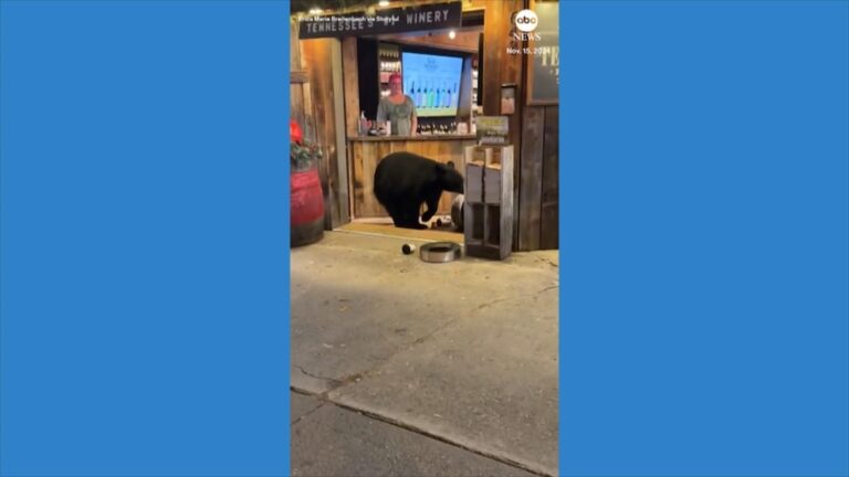 WATCH:  Bear scavenges for food in Tennessee wine shop