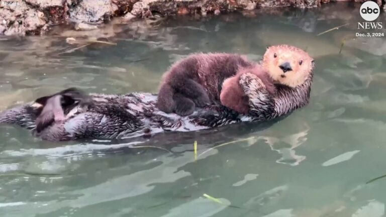 Video Sea otter mom and pup spotted swimming along the California coast