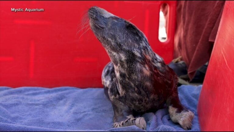 WATCH:  Rescued baby seal settles in at Connecticut aquarium