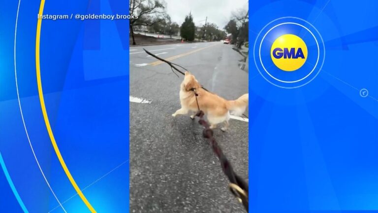 WATCH:  Golden retriever takes 'retriever' identity very seriously