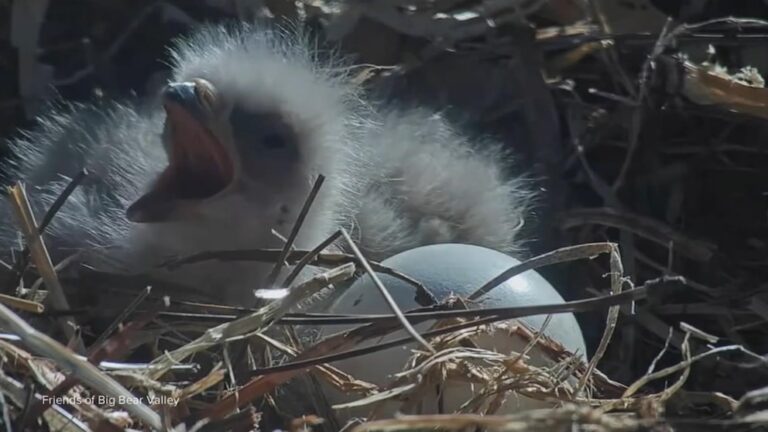 WATCH:  Bald eagle nest cam captures live hatch in California